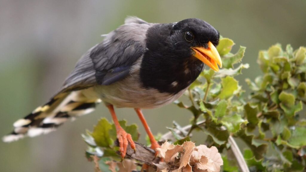 Birds of Bhutan Tour